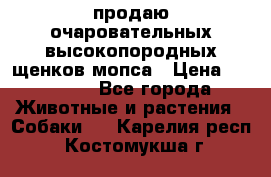 продаю очаровательных высокопородных щенков мопса › Цена ­ 20 000 - Все города Животные и растения » Собаки   . Карелия респ.,Костомукша г.